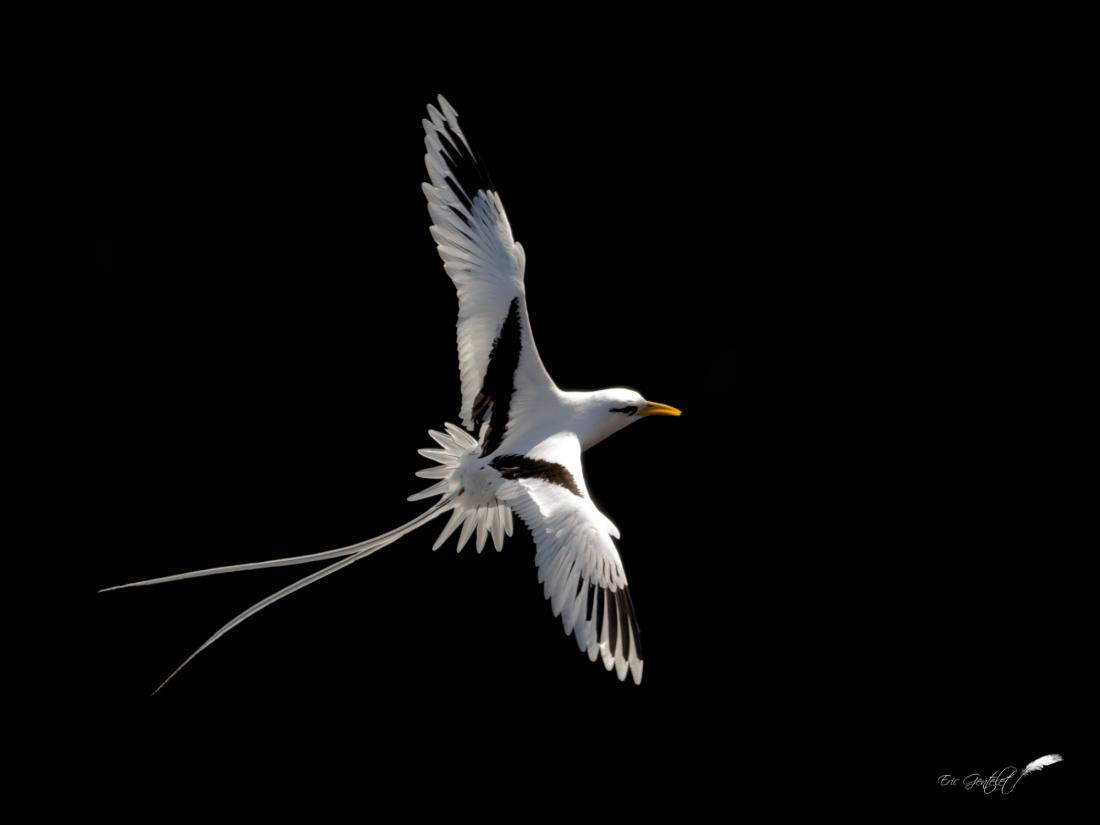 White-tailed tropicbird