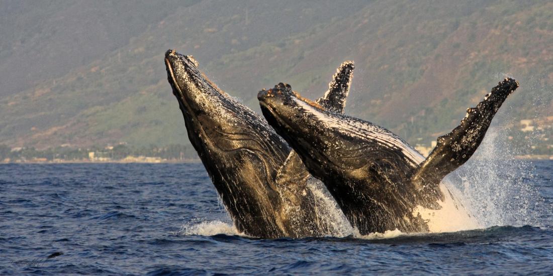 Duo - Humpback Whales